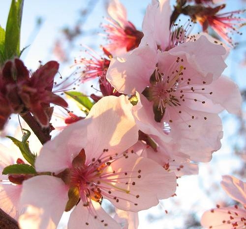 MENU&#39; DEL 25 APRILE A CA&#39; DI RICO