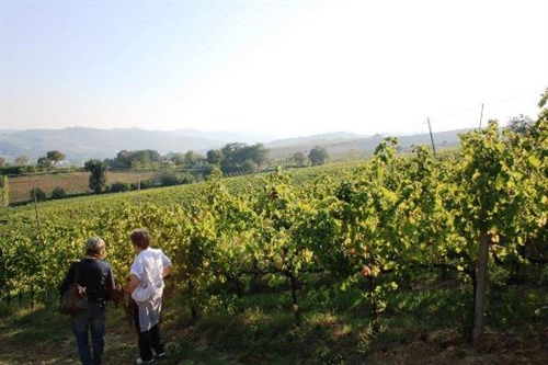 VIAGGIO NEL SANGIOVESE&#58; SOTTOZONE DI MODIGLIANA, ORIOLO E CASTROCARO-TERRA DEL SOLE 