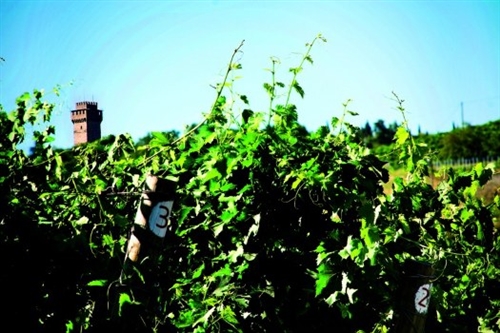 VIAGGIO NEL SANGIOVESE&#58; SOTTOZONE DI PREDAPPIO E MELDOLA