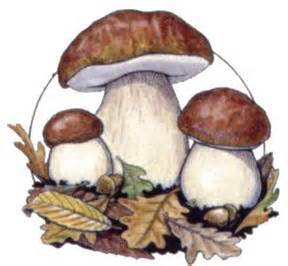 FUNGHI A TAVOLA