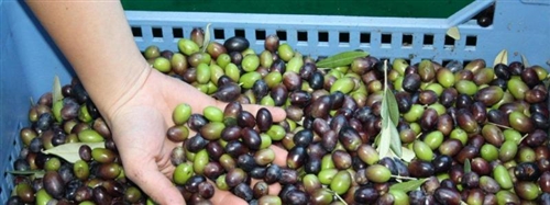 ​LA MAGIA VERDE DELL’OLIO EXTRAVERGINE DI OLIVA DEI COLLI DI ROMAGNA ​LA MAGIA VERDE DELL’OLIO EXTRAVERGINE DI OLIVA DEI COLLI DI ROMAGNA