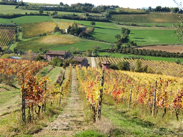 cassa di forli e della romagna