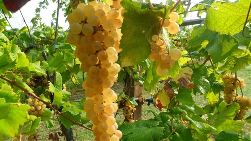 ROMAGNA ALBANA ROMAGNA ALBANA