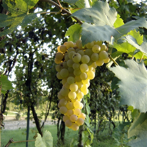 &#8203;ROMAGNA TERBBIANO