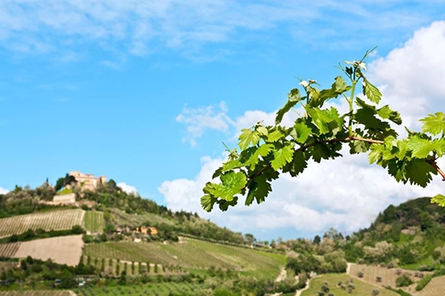 TENUTA DIAVOLETTO - Bertinoro