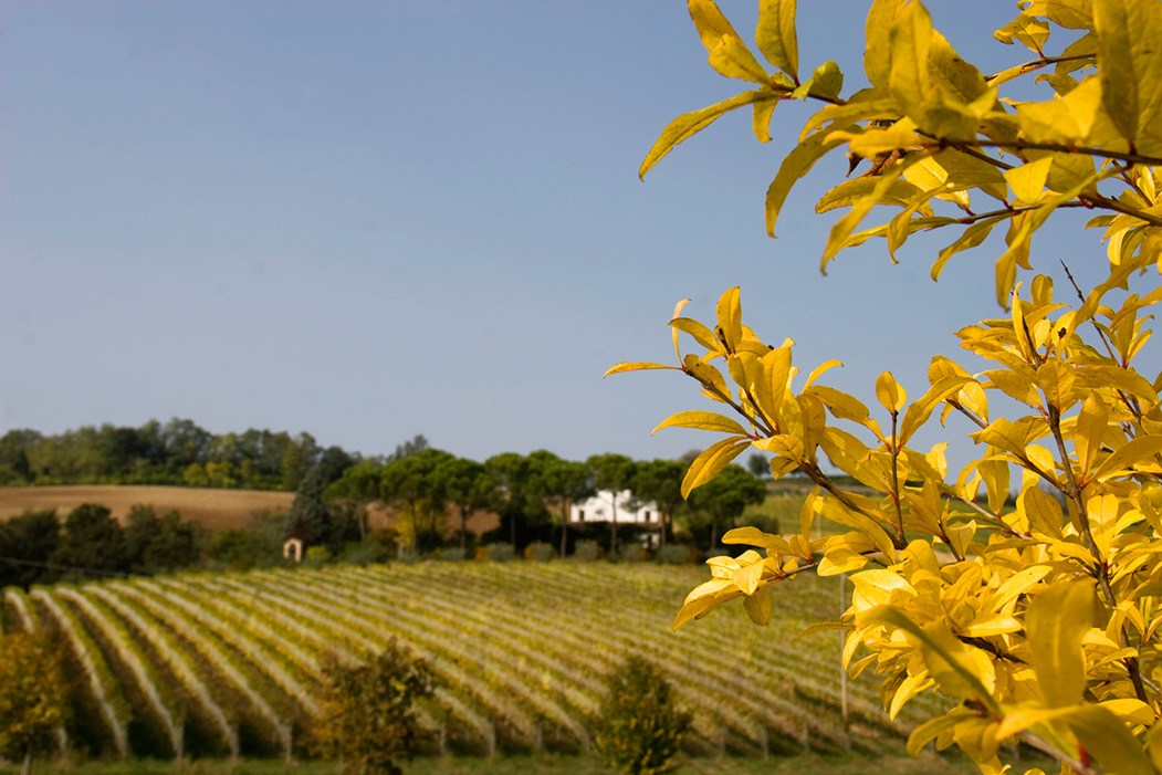 TENUTA MONTAIA - Cesena