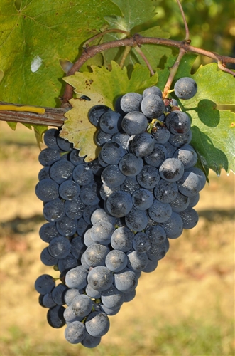 Parla il Sangiovese... Parla il Sangiovese...